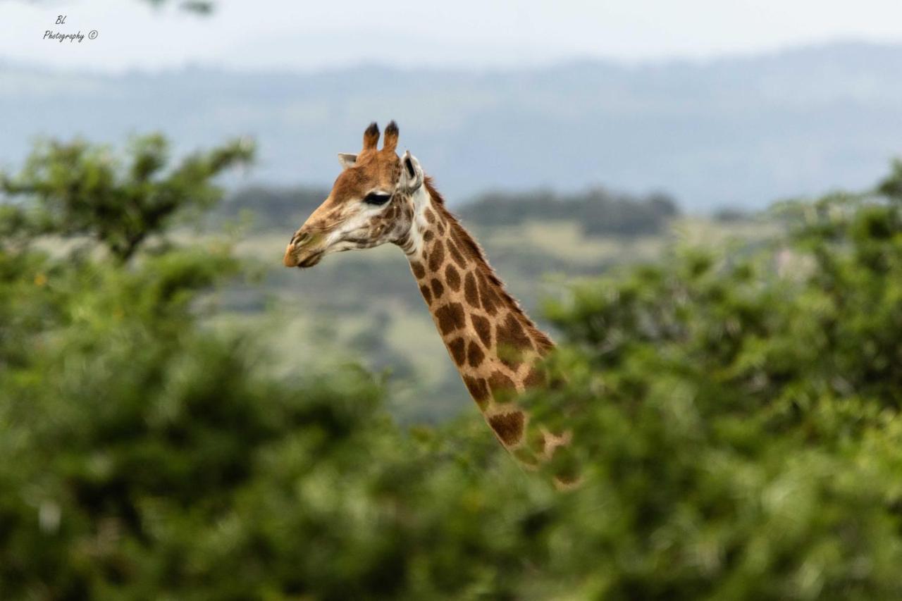 Woodbury Tented Camp - محمية أماخالا الطبيعية المظهر الخارجي الصورة